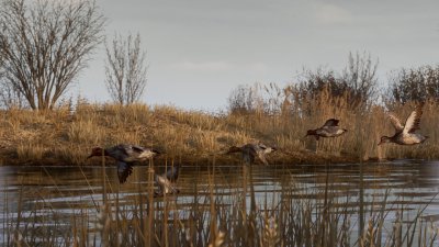 BULT Hunting simulator